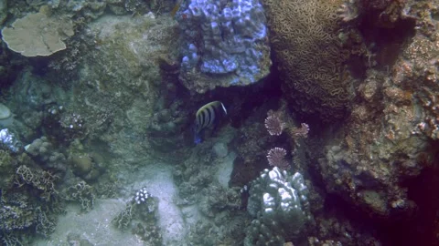 Explore underwater world, encounter tropical fish. Stock Footage 246704328