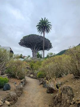 Explore the unique flora of the arid landscape, including the Dragon Tree and Stock Photos