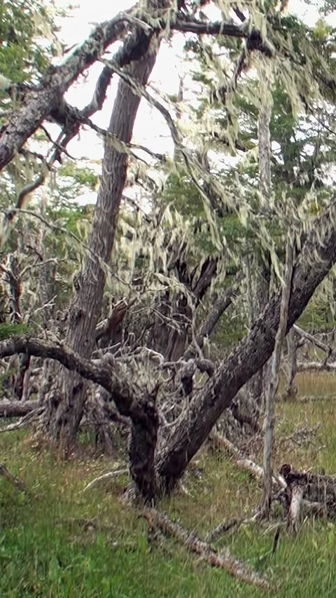 Explore the unique forest ecosystem of Los Alerces National Park, Patagonia Stock Footage 283172725