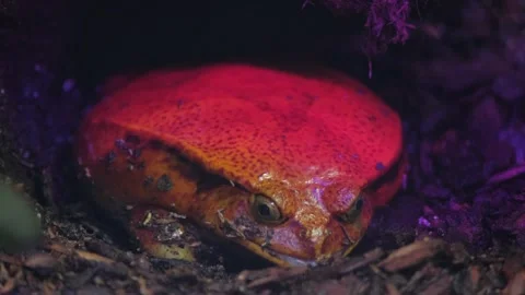 Explore the Unique Red Turtle Found in Its Captivating and Diverse Environment Stock Footage 304829618