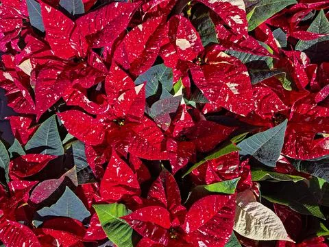Explore the unique white red textured Christmas star plants in a vibrant ho.. Stock Photos