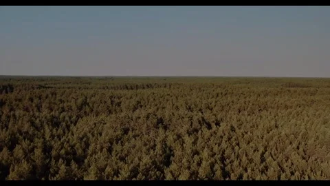 Explore the vast green forest landscape under the bright sky Stock-Footage 320290453