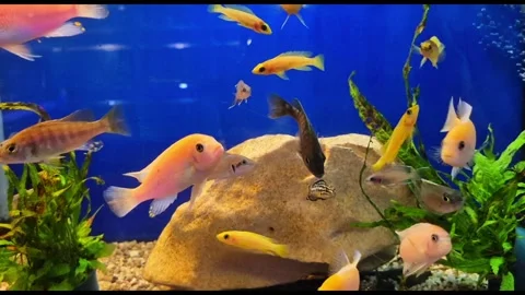 Explore a Vibrant and Lively Underwater World Experience Colorful Fish in an Stock Footage 309228767