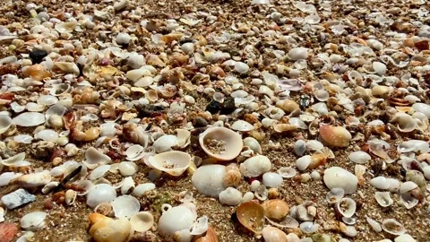 Explore the vibrant beach shoreline that is abundantly filled with colorful and Stock Footage 308386869