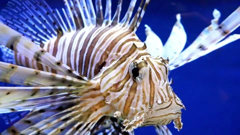 Explore the vibrant beauty of a lionfish in its underwater habitat Stock-Footage 295299544
