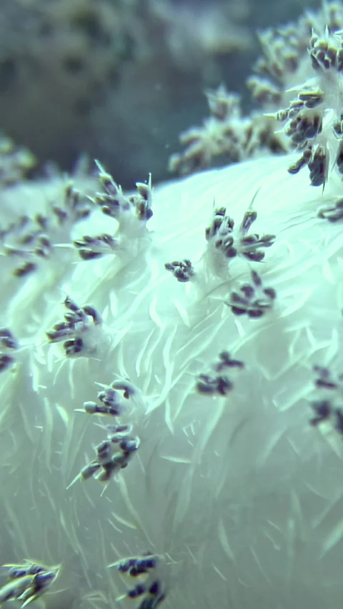 Explore the vibrant colony of soft corals thriving in the Red Sea Stock Footage 318213330