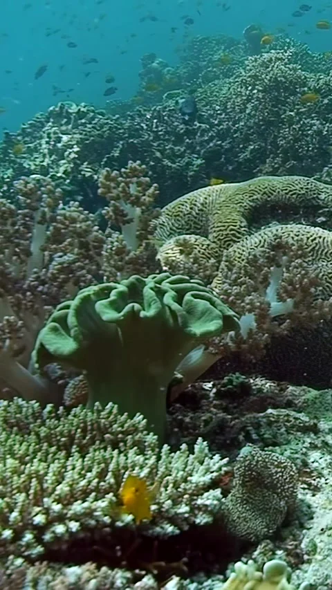 Explore vibrant coral formations beneath the waves in a tropical paradise Stock Footage 289675426