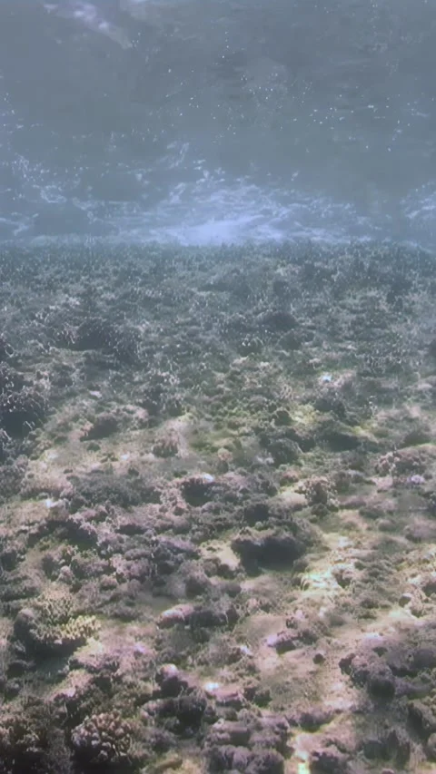 Explore vibrant coral gardens beneath the South China Sea waves Видео 311368705