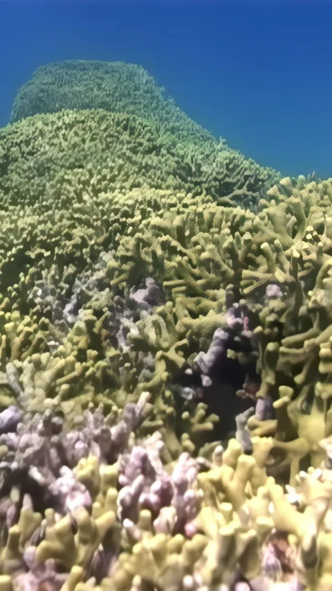 Explore vibrant coral gardens beneath the South China Sea's turquoise waves Stock Footage 314299525