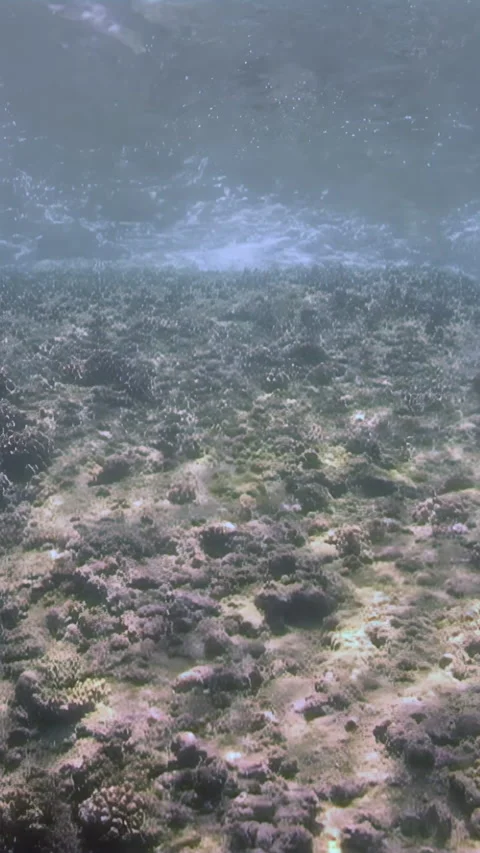Explore the vibrant coral gardens beneath the waves of the South China Sea Stock Footage 344784178