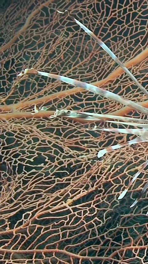 Explore vibrant coral patterns on the seabed teeming with marine life Stock Footage 289391611