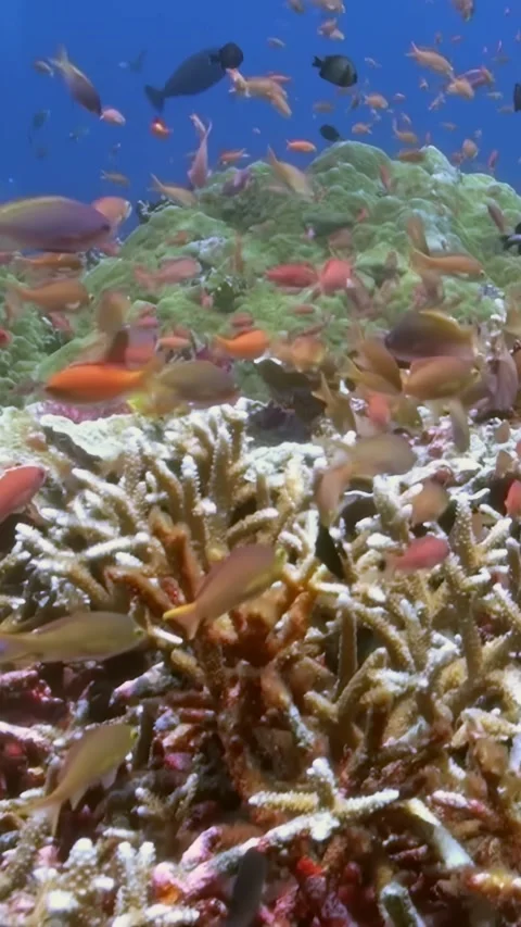 Explore vibrant coral reefs filled with colorful fish in tropical waters Video stock 298366005