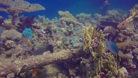 Explore vibrant coral reefs filled shipwreck with diverse fish species Stock Footage 319280738