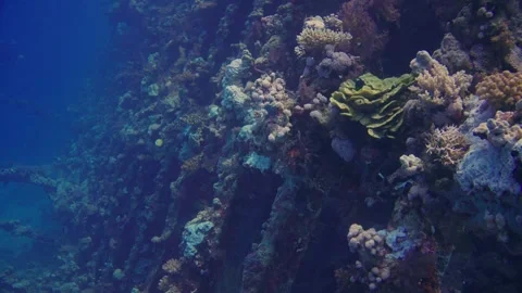 Explore vibrant coral reefs shipwreck and diverse fish species Stock Footage 319280213