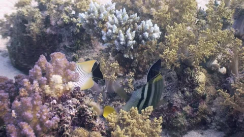 Explore vibrant coral reefs teeming with fish in the clear waters of the ocean Stock Footage 289390438