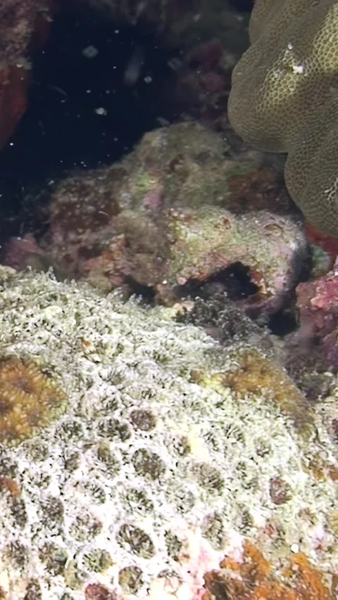 Explore vibrant coral reefs teeming with life on a tropical seabed adventure Video stock 289391651