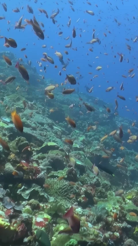 Explore vibrant coral reefs teeming with colorful fish in the deep sea 스톡 동영상 295937858