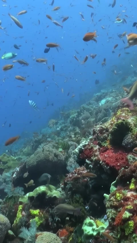 Explore vibrant coral reefs teeming with colorful fish in tropical waters Stock Footage 295937913