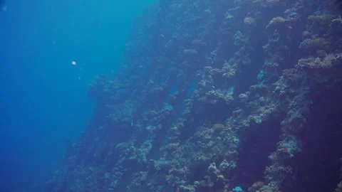 Explore vibrant coral reefs teeming with colorful fish in the shipwreck Stock Footage 319281948