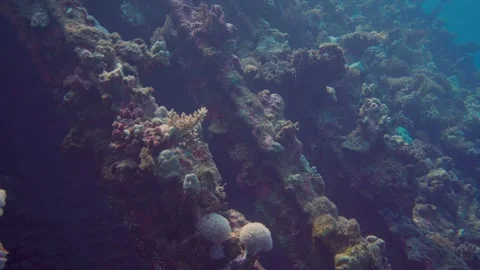 Explore a vibrant coral shipwreck teeming with colorful fish and diverse life Stock Footage 319282300