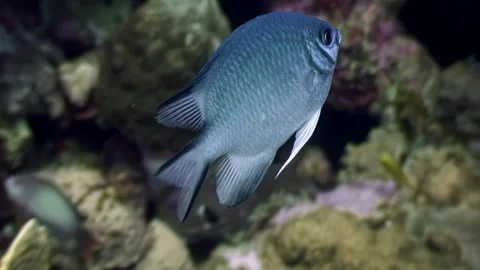 Explore the vibrant fish life of the Red Sea during an underwater adventure Video stock 289390538