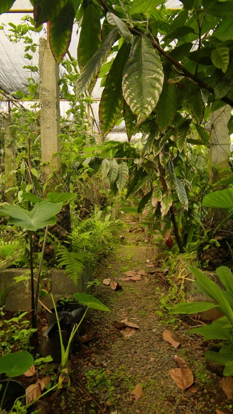 Explore a vibrant greenhouse filled with lush plants and trees Stock Footage 319712354