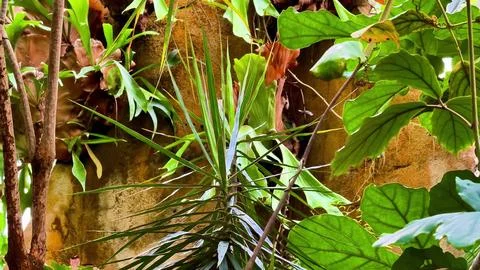 Explore a vibrant jungle with diverse flora and captivating plants Stock Photos