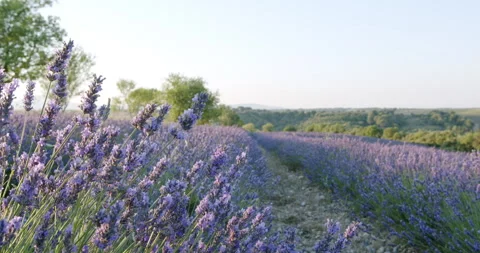Explore the vibrant lavender blossom herbal flower field in summer Stock Footage 321627641
