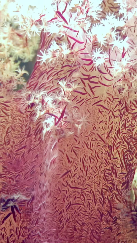 Explore the vibrant life of red tree soft corals in the breathtaking Red Sea Stock Footage 309666649