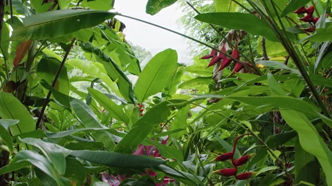 Explore the vibrant lobster claw plants in rainforest of martinique Stock Footage 321596504
