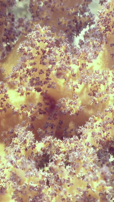 Explore vibrant red tree soft corals thriving in the Red Sea's depths Stock Footage 314133657