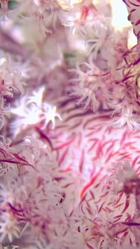 Explore vibrant red tree soft corals flourishing in the Red Sea depths Stock Footage 314133729