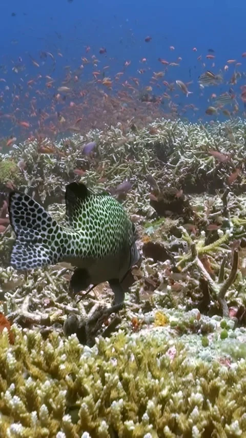 Explore vibrant schools of fish swimming in coral reefs of Bali and Maldives Stock Footage 295937829