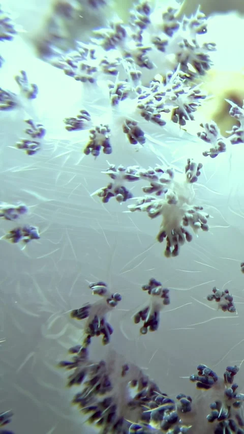 Explore the vibrant soft corals and lively marine life of the Red Sea Видео 309983320