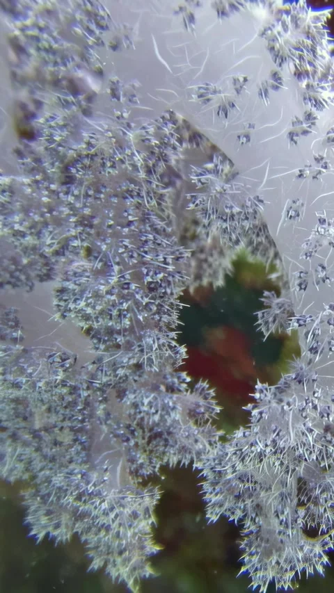 Explore vibrant soft corals and colorful fish in the Red Sea underwater world Stock Footage 310469686