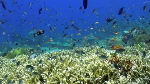 Explore a vibrant underwater coral reef full of diverse marine life. Stock Footage 298861253
