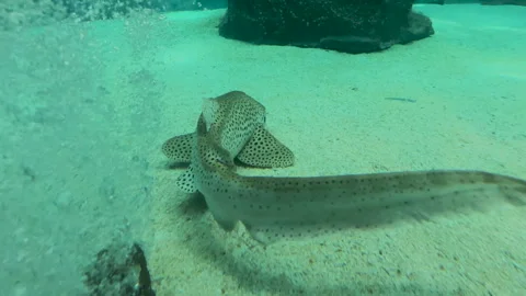 Explore vibrant underwater life with stunning shark and zebrafish footage 스톡 동영상 309939282