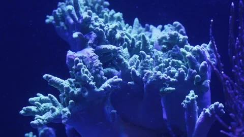 Explore a vibrant underwater paradise filled with colorful fish and corals Vídeo Stock 327391234