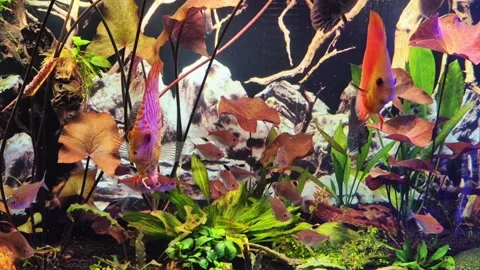 Explore the Vibrant Underwater World filled with Colorful Fish and Diverse Stock Footage 309228791