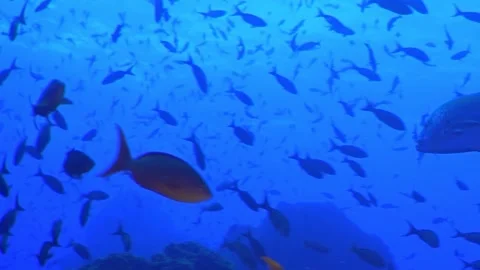 Explore the Vibrant Underwater World Filled With Colorful Fish and Coral Stock Footage 327293677