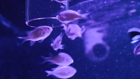Explore the vibrant underwater world of a marine aquarium filled with life Stock Footage 327616166