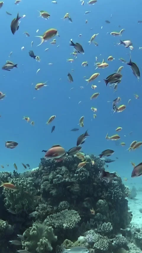 Explore the vibrant underwater world of the Red Sea coral reef ecosystem Stock Footage 310468886