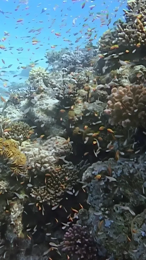 Explore the vibrant world of glass fish dancing among coral reefs in the Red Sea Video stock 299178865