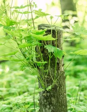 Explore the vitality of summer in the forest with a close-up of a trimmed map Stock Photos
