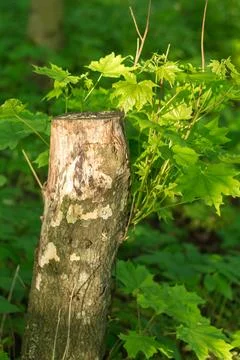 Explore the vitality of summer in the forest with a close-up of a trimmed map Stock Photos