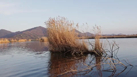 Explore water grass lake while enjoying a peaceful sailing adventure Stock Footage 321377899