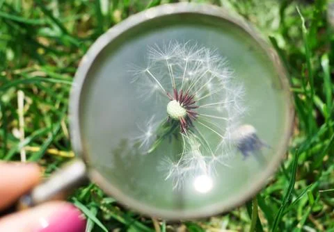 Explore a white dandelion flower through a magnifying glass in a spring garde Stock Photos