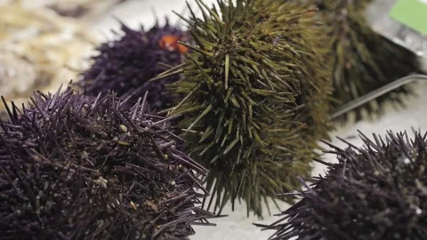 Explore a wide variety of fresh and colorful sea urchins available at a seafood Stock Footage 278476647
