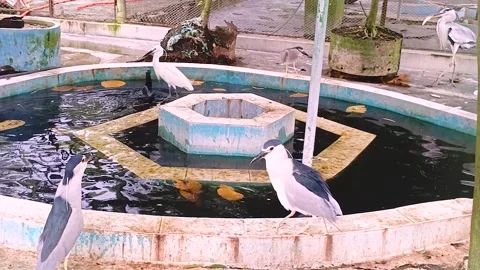 Explore wildlife background with migratory birds and a water bird Stock Footage 296619829