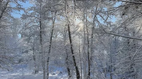 Explore a Winter Wonderland A Tranquil Scene of a SnowCovered Forest Awaits You Video stock 312439233